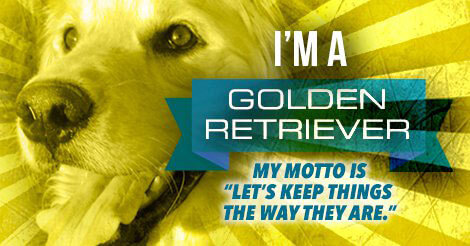 Lion otter beaver golden retriever test online - gselabel