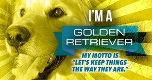 Personality test lion otter golden retriever